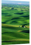 Palouse Hills by Anonymous