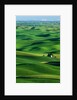 Palouse Hills by Anonymous