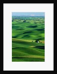 Palouse Hills by Anonymous