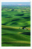 Palouse Hills by Anonymous