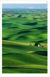 Palouse Hills by Anonymous