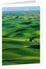 Palouse Hills by Anonymous