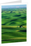 Palouse Hills by Anonymous