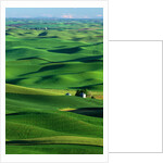 Palouse Hills by Anonymous