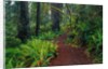 Trail Through Redwood Trees by Anonymous