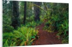 Trail Through Redwood Trees by Anonymous
