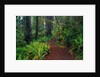 Trail Through Redwood Trees by Anonymous