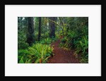 Trail Through Redwood Trees by Anonymous