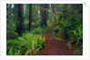 Trail Through Redwood Trees by Anonymous