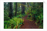 Trail Through Redwood Trees by Anonymous