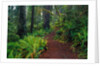 Trail Through Redwood Trees by Anonymous