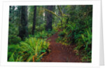 Trail Through Redwood Trees by Anonymous