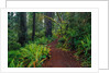 Trail Through Redwood Trees by Anonymous