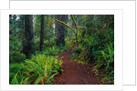 Trail Through Redwood Trees by Anonymous