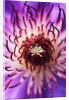 Detail of Clematis Flower by Anonymous
