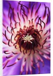 Detail of Clematis Flower by Anonymous
