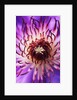 Detail of Clematis Flower by Anonymous