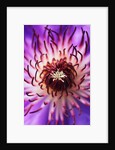 Detail of Clematis Flower by Anonymous