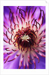 Detail of Clematis Flower by Anonymous