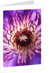 Detail of Clematis Flower by Anonymous