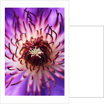 Detail of Clematis Flower by Anonymous