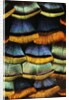 Detail of a Turkey Feather by Anonymous