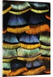 Detail of a Turkey Feather by Anonymous