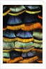 Detail of a Turkey Feather by Anonymous