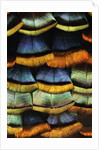 Detail of a Turkey Feather by Anonymous