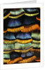 Detail of a Turkey Feather by Anonymous