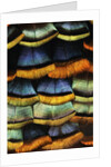 Detail of a Turkey Feather by Anonymous