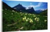 Bear Grass near Going-to-the-Sun Mountain by Anonymous