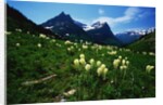 Bear Grass near Going-to-the-Sun Mountain by Anonymous