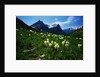 Bear Grass near Going-to-the-Sun Mountain by Anonymous