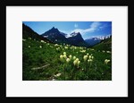 Bear Grass near Going-to-the-Sun Mountain by Anonymous