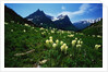 Bear Grass near Going-to-the-Sun Mountain by Anonymous