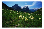 Bear Grass near Going-to-the-Sun Mountain by Anonymous