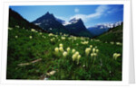 Bear Grass near Going-to-the-Sun Mountain by Anonymous