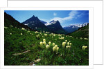 Bear Grass near Going-to-the-Sun Mountain by Anonymous