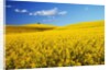 Canola Field in Bloom by Anonymous