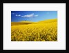Canola Field in Bloom by Anonymous