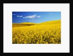 Canola Field in Bloom by Anonymous