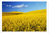 Canola Field in Bloom by Anonymous