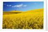 Canola Field in Bloom by Anonymous