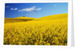 Canola Field in Bloom by Anonymous