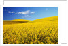 Canola Field in Bloom by Anonymous