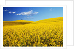 Canola Field in Bloom by Anonymous