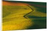 Wheat and Pea Fields by Anonymous