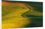 Wheat and Pea Fields by Anonymous