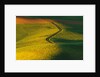 Wheat and Pea Fields by Anonymous